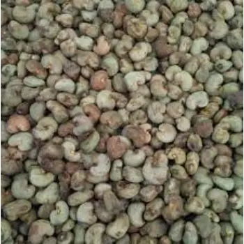 Fresh Raw Cashew Nuts